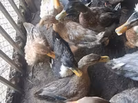 Ducks — الصورة 1