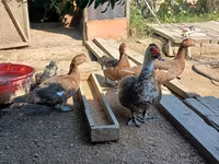 Ducks — Foto 1