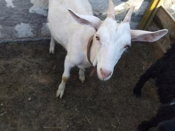 Cabra, Saanen goat