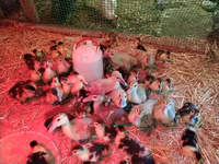 Ducks — الصورة 7