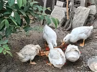 Ducks — الصورة 2