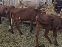公牛, Cattle — 照片 5