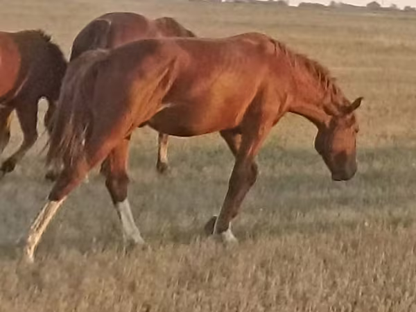 Кінь, Russian Don