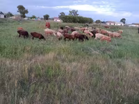 Sheep, Sheep — photo 3