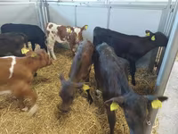 Kuh, Simmental cattle — Foto 3