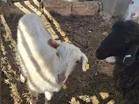 عنزة, Saanen goat — الصورة 1