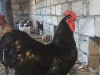 Chickens — Foto 1