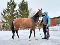 فرس, Akhal-Teke — الصورة 2