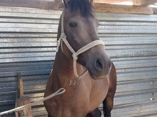 Caballo, Caballos
