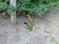 Ducks — foto 3