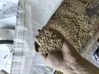 Arpa toxumu – xırda heyvandarlıq və əkiniş üçün Məhsul təsviri: - — 4-сурет