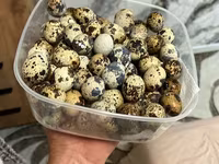 Мясо перепела — foto 2