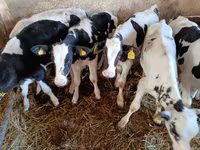 Bulle, Russian Black pied cattle — Foto 2