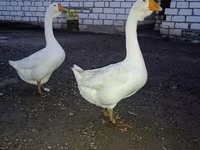 Geese — 2-rasm