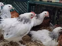 Chickens — फ़ोटो 4