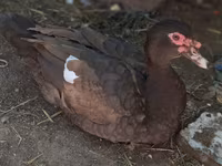 Ducks — 照片 7