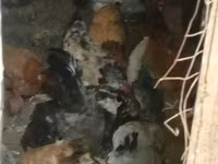 Chickens — फ़ोटो 2