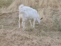 Dişi keçi, Saanen goat — foto 1