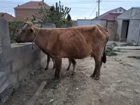 Cow, Cattle — photo 4
