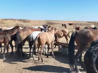 Кінь, Mugalzhar horse — фото 3