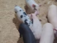 Schweine (Partie, Geschlecht nicht angegeben), Schweine — Foto 3