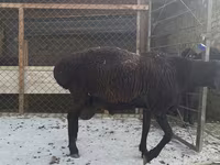 Qoʻchqor, Hissar sheep — 5-rasm