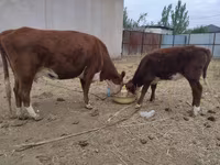 Kuh, Latvian Blue cattle — Foto 1