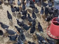 Chickens — الصورة 3