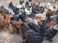 Chickens — foto 2