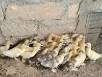 Ducks — 4-сурет