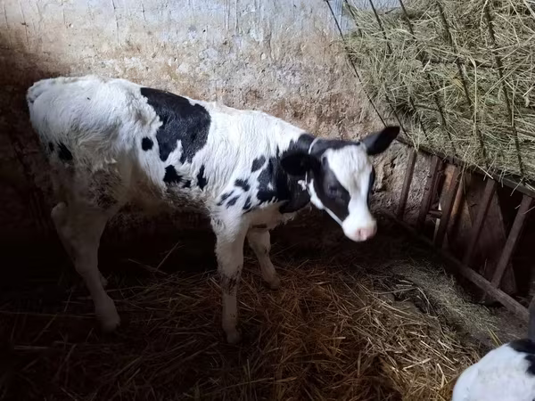 ثور, Russian Black pied cattle