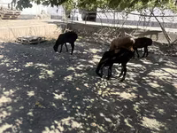 公羊, Sheep — 照片 7