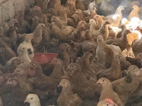 Chickens — फ़ोटो 1