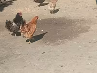 Chickens — 1-rasm