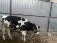 Vaca, Russian Black pied cattle — foto 3