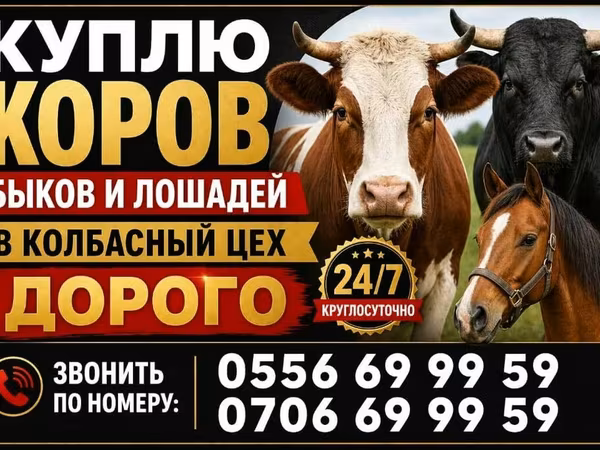 Vaca, Ganado vacuno