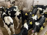 Toro, Raza Holstein — foto 1