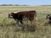 母牛, Kazakh White-headed cow — 照片 4