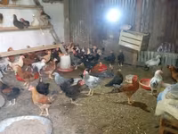 Chickens — foto 2