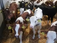 أبقار (دفعة، الجنس غير محدد), Simmental cattle — الصورة 2