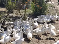 Ducks — Foto 3