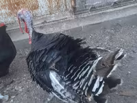 Turkeys — الصورة 4
