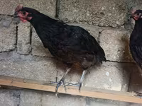 أوسترالورب — الصورة 2