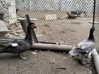Turkeys — фото 1