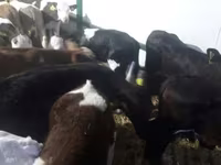 İribuynuzlu mal-qara (partiya, cinsi göstərilməyib), Simmental cattle — foto 7