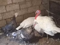 Turkeys — الصورة 1