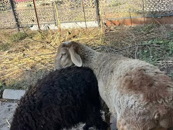 Қошқар, Hissar sheep