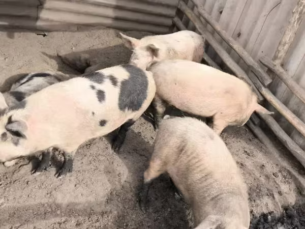 母猪, Pigs