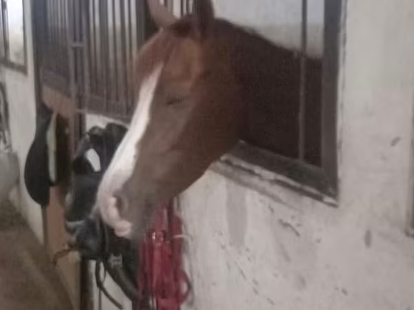 Бие, Karabakh horse