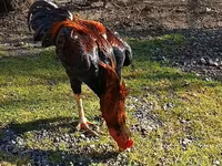 Chickens — الصورة 2